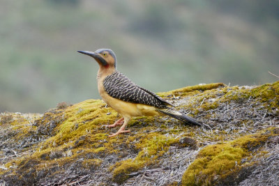 Andean flicker