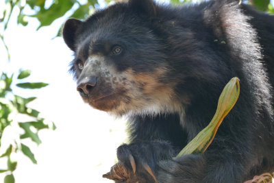 Andean bear at Chaparri