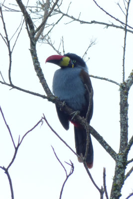 Grey breasted mountain toucan