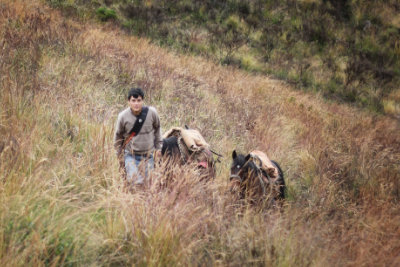 Horseman walking through long grass