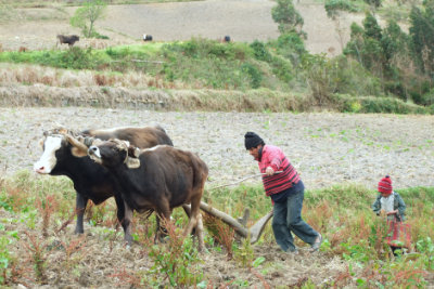 Yunta ploughing