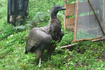 Juvenile Condor return to wild