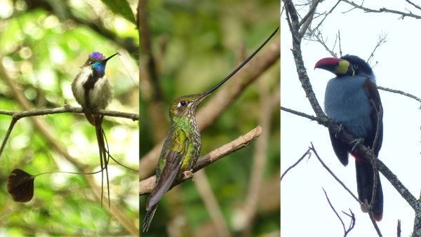 Three aspects of Birding and Archaeology Tour